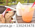 アイスクリームを欲しそうに見つめる犬 130243478