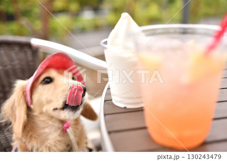 アイスクリームを欲しそうに見つめる犬 アイスクリームを欲しそうに見つめる犬 130243479