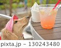 アイスクリームを欲しそうに見つめる犬 130243480