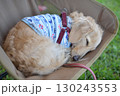 キャンプチェアで気持ちよさそうに寝る犬 130243553