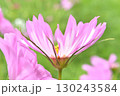 変わった花びらのコスモス 130243584