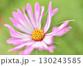 変わった花びらのコスモス 130243585