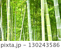 青々とした竹林の風景 130243586