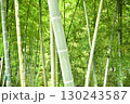 青々とした竹林の風景 130243587