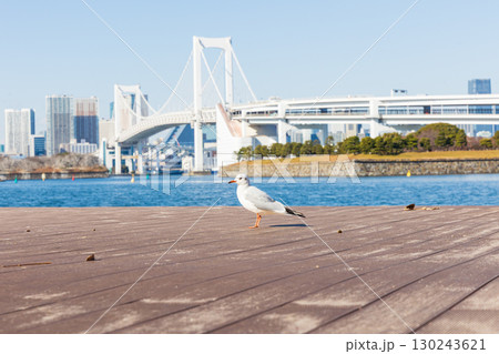 お台場海浜公園から見たレインボーブリッジとかもめ お台場海浜公園から見たレインボーブリッジとかもめ 130243621