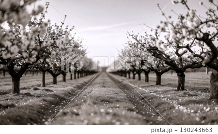 Old orchard in monochrome style, vintage agriculture, nostalgic and timeless scene 130243663