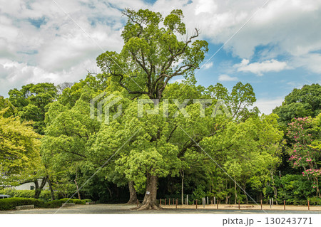 石清水八幡宮境内のクスノキ　京都府八幡市 130243771