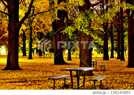 代々木公園の紅葉 晩秋の朝日に映える銀杏林 代々木公園の紅葉 晩秋の朝日に映える銀杏林 130243803