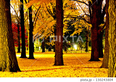 代々木公園の紅葉 晩秋の朝日に映える銀杏林 130243804