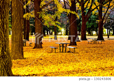代々木公園の紅葉 晩秋の朝日に映える銀杏林 代々木公園の紅葉 晩秋の朝日に映える銀杏林 130243806