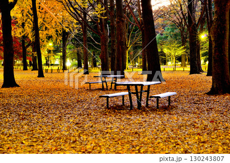 代々木公園の紅葉 晩秋の朝日に映える銀杏林 130243807