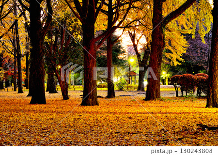 代々木公園の紅葉 晩秋の朝日に映える銀杏林 130243808