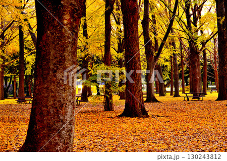 代々木公園の紅葉 晩秋の朝日に映える銀杏林 代々木公園の紅葉 晩秋の朝日に映える銀杏林 130243812