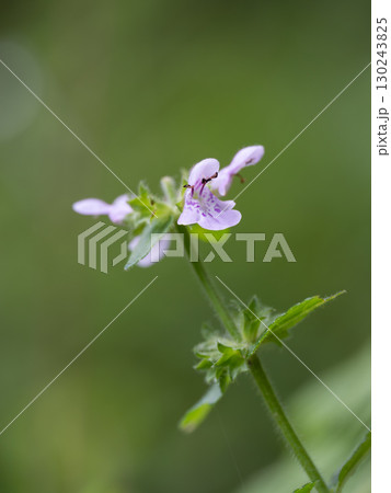 湿地に咲くエゾイヌゴマ 130243825