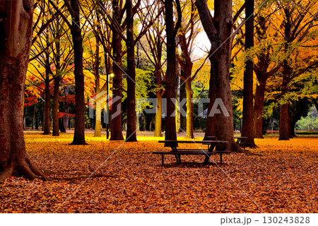 代々木公園の紅葉 晩秋の朝日に映える銀杏林 代々木公園の紅葉 晩秋の朝日に映える銀杏林 130243828