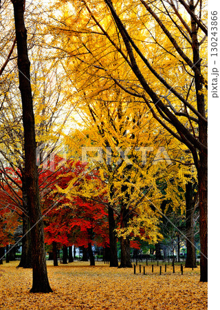 代々木公園の紅葉 晩秋の朝日に映える銀杏林 代々木公園の紅葉 晩秋の朝日に映える銀杏林 130243866