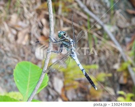 枝にとまるシオカラトンボ 130243980