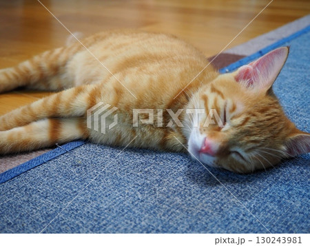 寝転んでごろごろする茶白ネコ 130243981