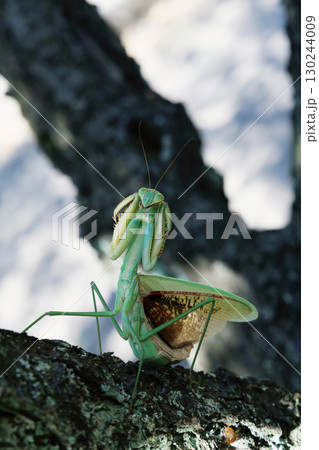 オオカマキリの威嚇 130244009