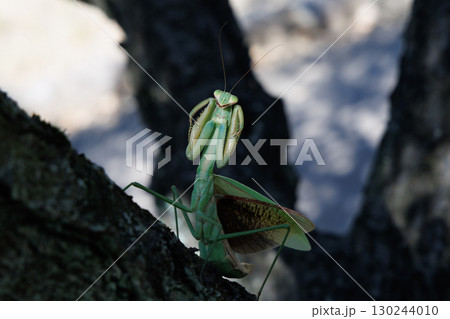 オオカマキリの威嚇 オオカマキリの威嚇 130244010
