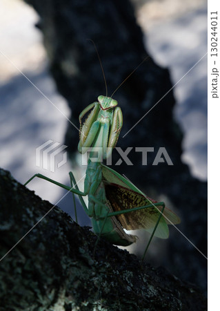 オオカマキリの威嚇 130244011