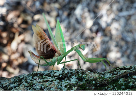 オオカマキリの威嚇 130244012