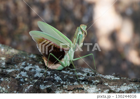 オオカマキリの威嚇 オオカマキリの威嚇 130244016