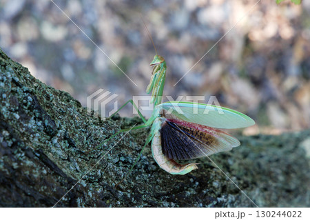オオカマキリの威嚇 130244022