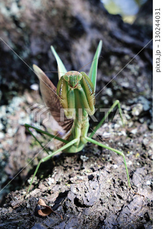 オオカマキリの威嚇 130244031