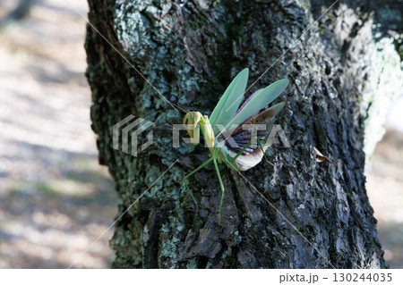 オオカマキリの威嚇 130244035