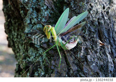 オオカマキリの威嚇 130244038