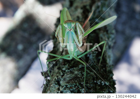 オオカマキリの威嚇 130244042