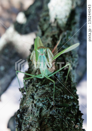 オオカマキリの威嚇 オオカマキリの威嚇 130244043