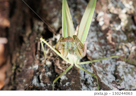 オオカマキリの威嚇 130244063