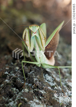オオカマキリの威嚇 130244065