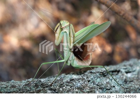 オオカマキリの威嚇 130244066