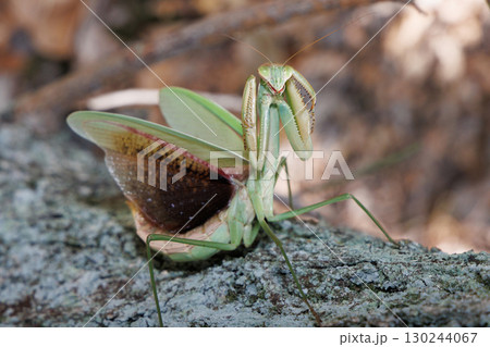 オオカマキリの威嚇 130244067