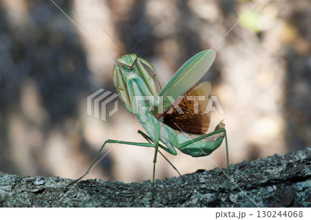 オオカマキリの威嚇 130244068