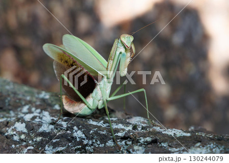 オオカマキリの威嚇 130244079