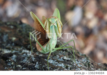 オオカマキリの威嚇 オオカマキリの威嚇 130244084