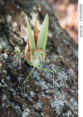 オオカマキリの威嚇 130244086