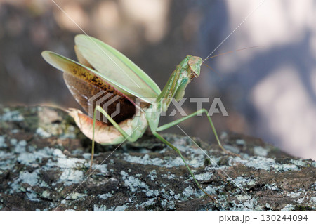 オオカマキリの威嚇 130244094