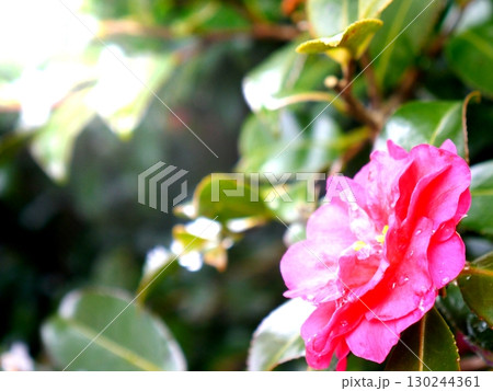 冬に咲く椿の花 130244361