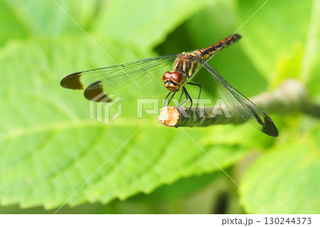 コノシメトンボ（メス） 130244373