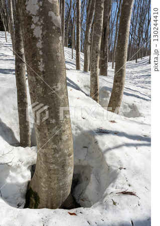 太陽の光に照らされているブナの森 太陽の光に照らされているブナの森 130244410