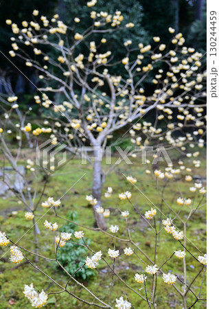 京都　勝林院 130244459