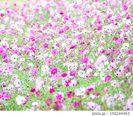 秋のそよ風に揺れながら可憐に咲くコスモスの花畑 秋のそよ風に揺れながら可憐に咲くコスモスの花畑 130244463