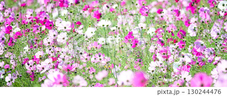 秋のそよ風に揺れながら可憐に咲くコスモスの花畑 秋のそよ風に揺れながら可憐に咲くコスモスの花畑 130244476