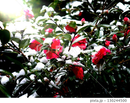 冬に咲く椿の花 130244500