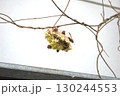 キボシアシナガバチの巣 130244553